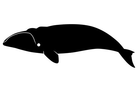 Right Whale Silhouette Graphic By Idrawsilhouettes · Creative Fabrica