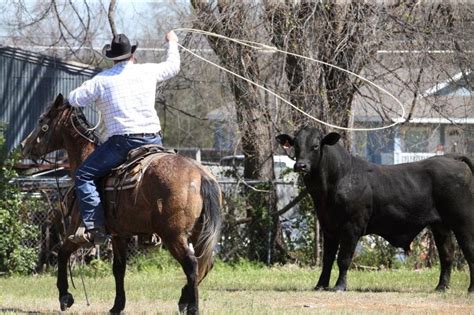 Four Legged Friends And Enemies Cowboy Animal Control Officers Lasso