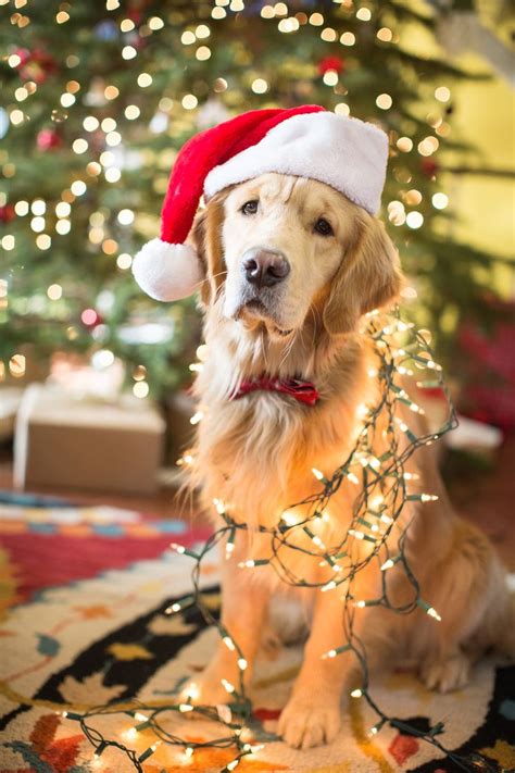 Santas Helper Golden Retriever Dog Christmas Pictures Golden