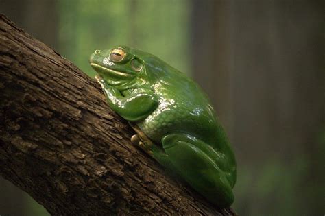 16 Best Pet Frogs for Beginners (With Pictures) | Pet Keen