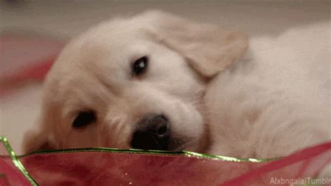Cute Puppies Tumblr 