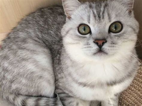 Not For Sale Eye Catching Spottedtabby Silver Bsh For Stud