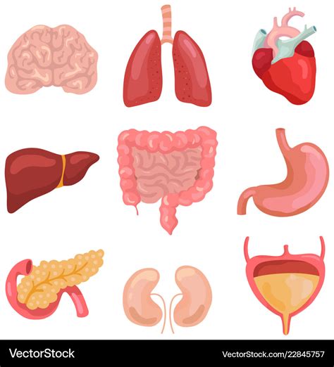 Cartoon Human Body Organs Healthy Digestive Vector Image