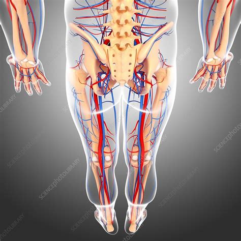 These support most of the body's. Lower body anatomy, artwork - Stock Image - F005/9401 ...