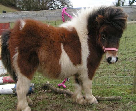 “its So Fluffy” Miniature Shetland Ponies Her Name Is Bunny And She