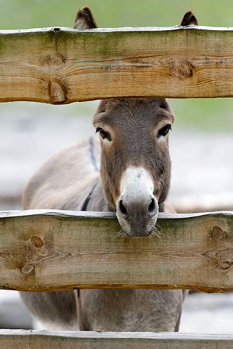 Donkey Animal Stock Photos Kimballstock