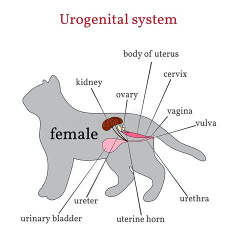 Sistema Urogenitale Del Cane Canis Lupus Familiaris Anatomy Isolato