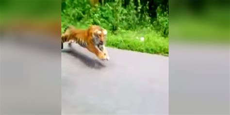 Motorcyclists Shocked By Wild Tiger Running After Them The Dodo