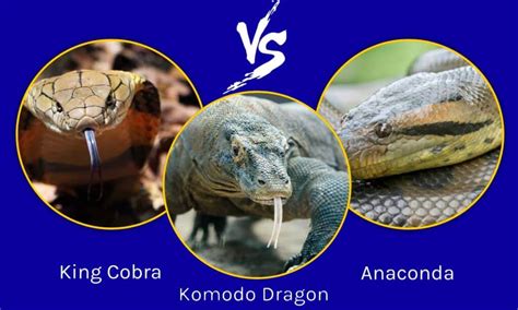 Komodo Dragon Vs Cobra