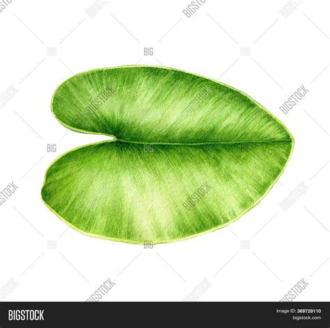 Green Water Lily Leaf Image And Photo Free Trial Bigstock