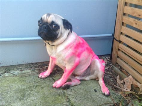 Pink Pug Pug