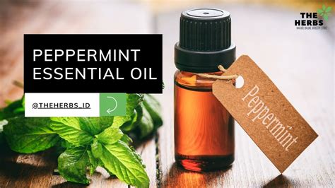 Minyak Essensial Peppermint Essential Oil Youtube