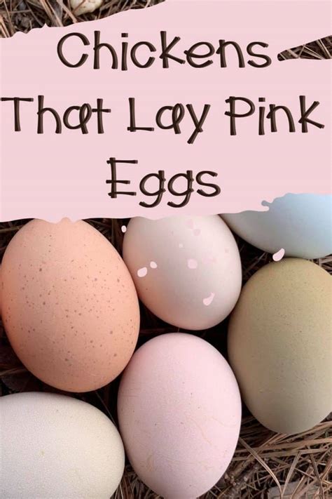 11 Breeds Of Chickens That Lay Pink Eggs