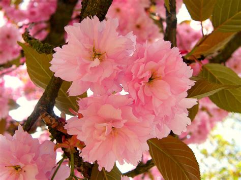 Flowering Trees Online Orchards
