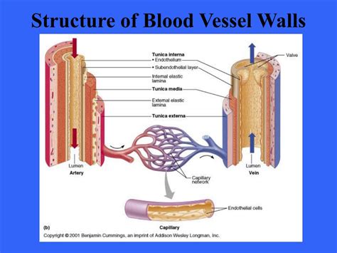 Ppt The Cardiovascular System Blood Vessels Powerpoint Presentation