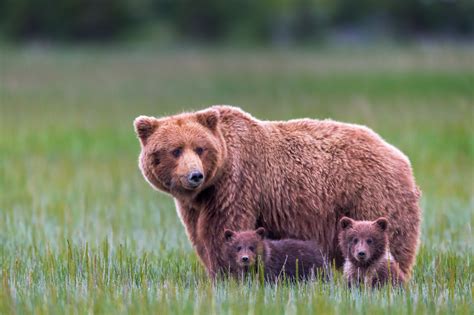 Grizzly Bear With Two Cubs In Grass Fine Art Photo Print Photos By
