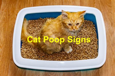 What You Should Know About Cat Poop Emergency Animal Care Braselton
