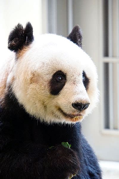 Oldest Panda Ever Celebrates Her 37th Birthday And Two New Record