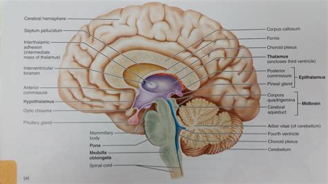 Midsagittal Section Of The Human Brain Chapter 12 The Central