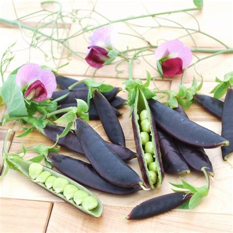 We Started Offering Seeds For Sugar Magnolia Purple Snap Pea Last Year