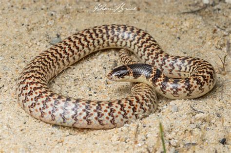 Narrow Banded Burrowing Snake Brachyurophis Fasciolatus · Inaturalist