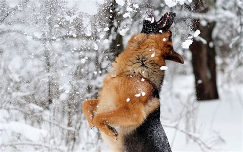 Wallpaper German Shepherd Dog Snow Jump Game 2560x1600