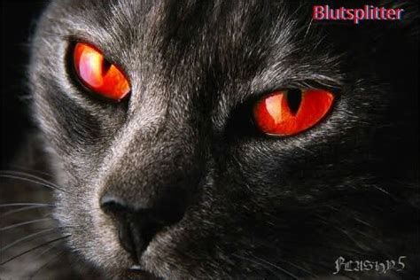 Katze Mit Roten Augen Captions Entry