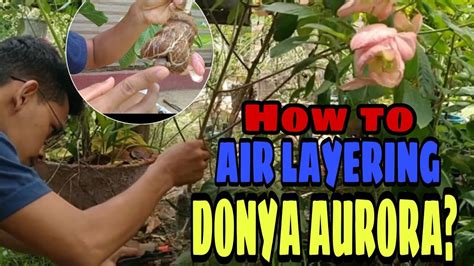 How To Air Layering Donya Aurora Paano Magmarcot Ng Donya Aurora