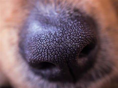 Closeup Of A Dog`s Nose Stock Image Image Of Capture 176560601