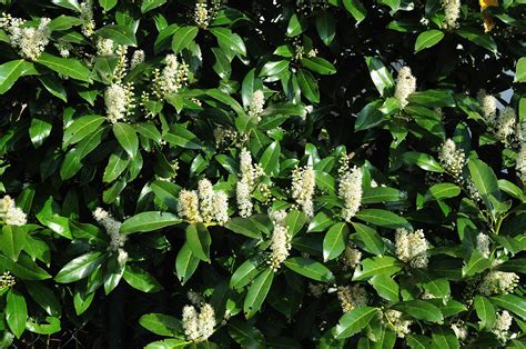 Cherry Laurel Fast Growing Noise Reducing Hedge Hedge Xpress