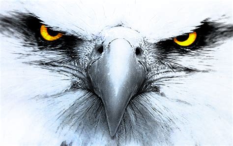 Eagle Wallpapers Top Free Eagle Backgrounds Wallpaperaccess