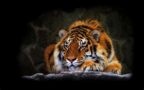 49 Animated Tiger Wallpaper