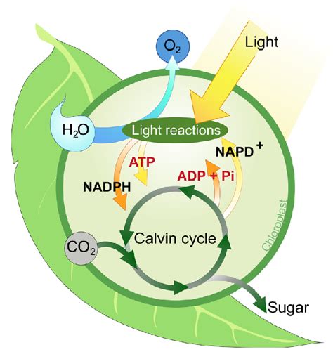 Using glucose to generate atp. #106 Summary of Photosynthesis | Biology Notes for A level