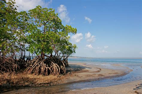 Ivory Coast 50 Of Mangrove Forests Lost In Nearly 30 Years Afrik 21