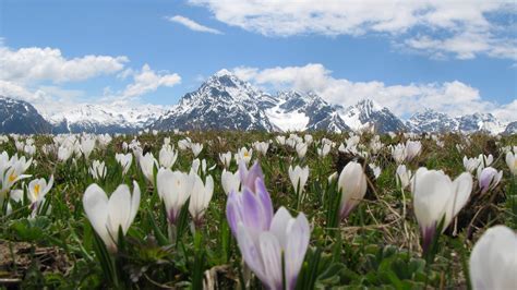 Free Images Field Panorama Idyllic Alphabet Alpine Flora