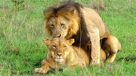 Lions Mating In National Park Youtube