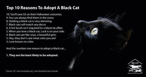 Top Ten Reasons To Adopt A Black Cat Black Cat Cats Homeless Pets