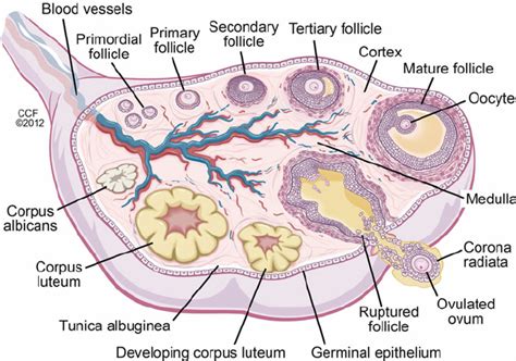 This Image Shows How A Follicle Develops In The Ovary The Follicle