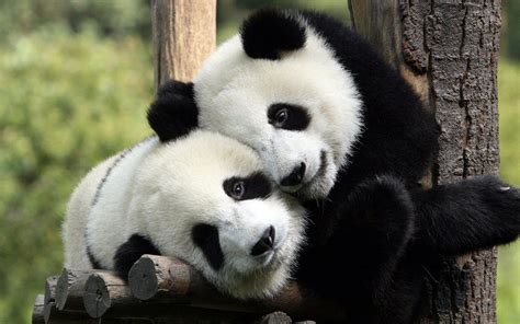 Pandas Bellos Fluffy Animals Animals And Pets Baby Animals Cute