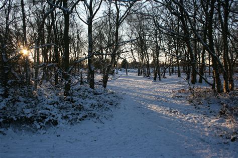 Snow And Sunlight Free Stock Photo Public Domain Pictures