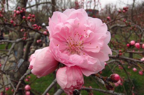 Round Of The Seasons In Japan Peach Blossom