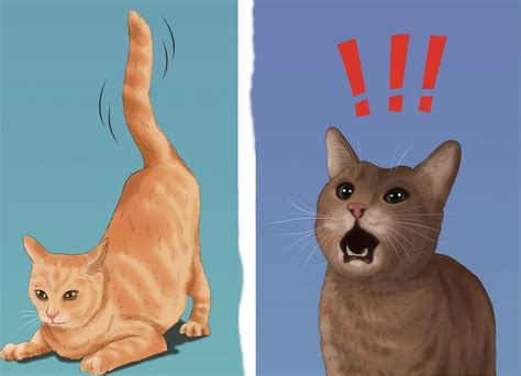 چگونگی تشخیص جنسیت گربه و بچه گربه عکس گال
