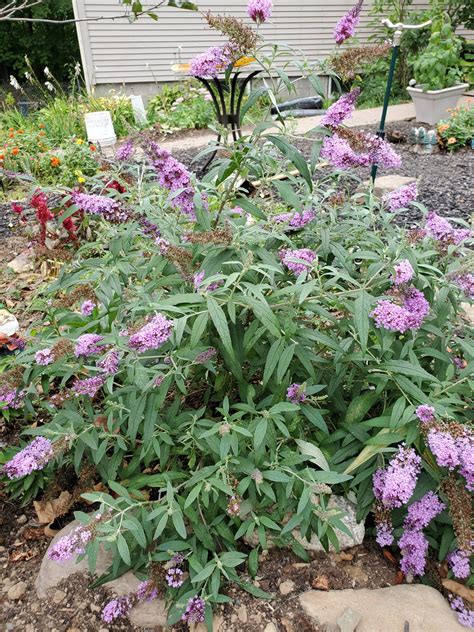 How To Plant Butterfly Bush Roots