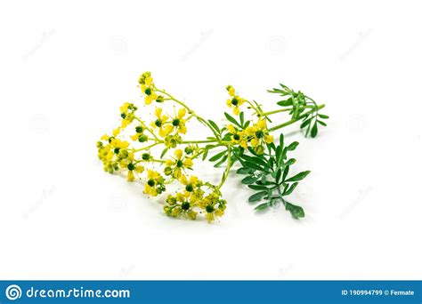 Blooming Common Rue Or Herb Of Grace Ruta Graveolens With Small Yellow