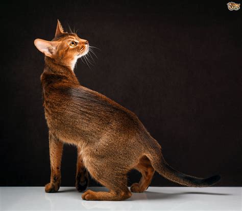 Abyssinian Cat Breed Facts Highlights And Buying Advice Pets4homes
