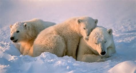 datos interesantes sobre los osos polares National Geographic en Español
