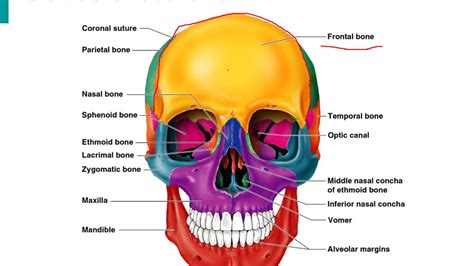 Bones Of The Skull Cranial Youtube