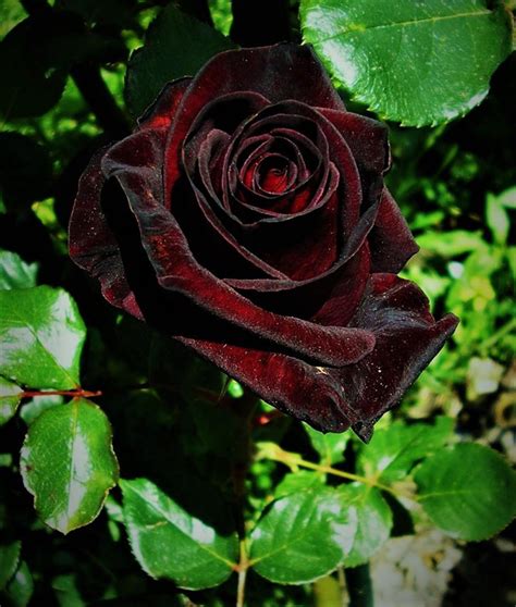 50 Black Baccara Hybrid Rare Rose Seeds True Blood Exotic Etsy