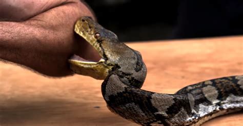 Disturbing Video Shows What Happens After Man Lets A 6 Foot Python Bite Him