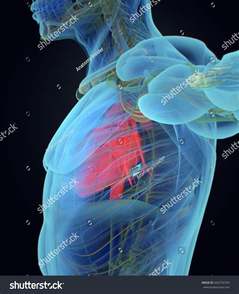 Heart Xray Human Anatomy Medical Scan Stock Illustration